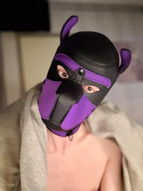 Morning, you awake?🤩 Time for walkies!! 🐾🐶 by Pup_Arlo