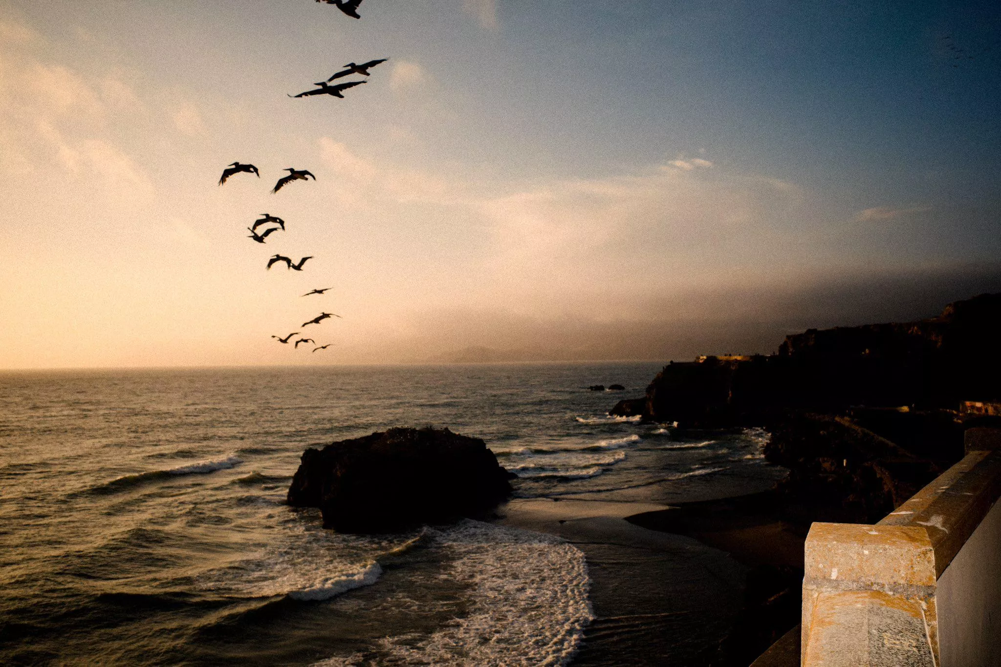 Birds at Ocean Beach posted by danamoustafa1