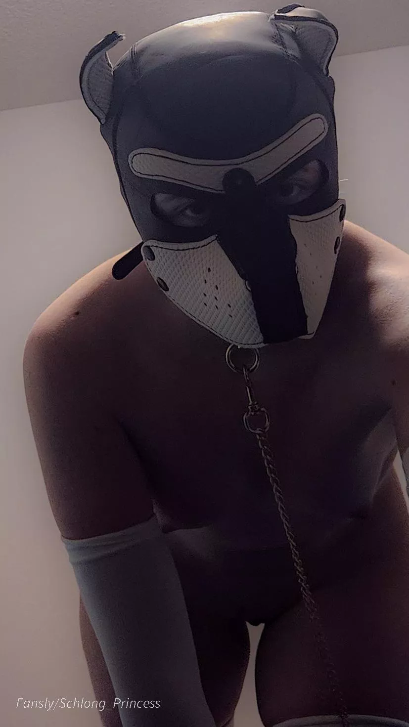 Do you let puppies on the bed? posted by Schlong-Princess