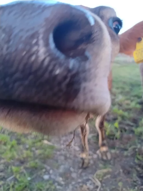 Does anyone have the full devil's snare Hermione album? (Sorry for the pic I have nothing HP related) by ChickenNugget09845