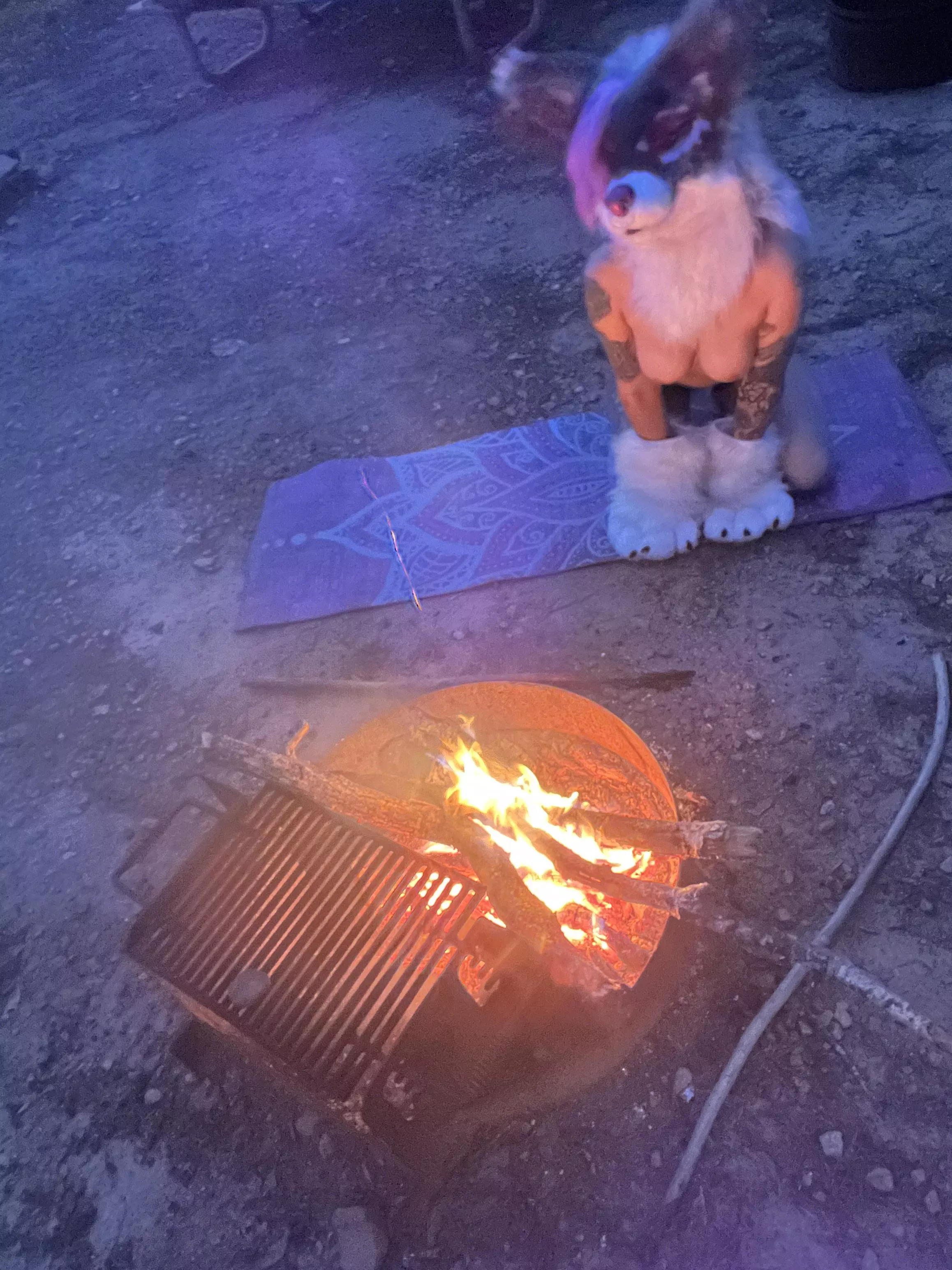 Wanna warm your 🐾 by the fire with me?  posted by Rayne_Rot