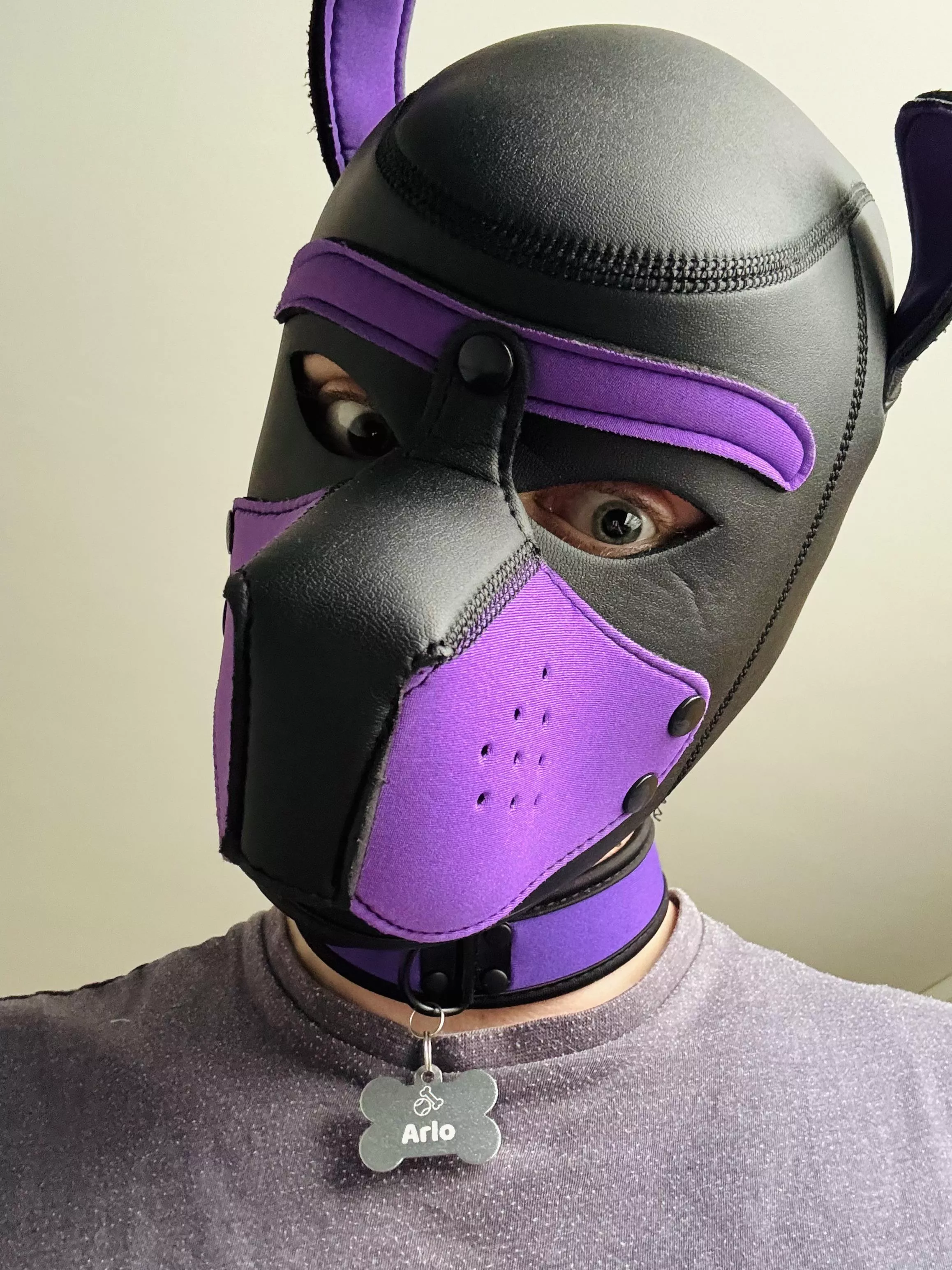 Finally got my own name tag and I love it! 💜🐶 posted by Pup_Arlo