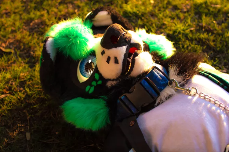 Who is you dream fursuit maker? by Tobi_The_Wah