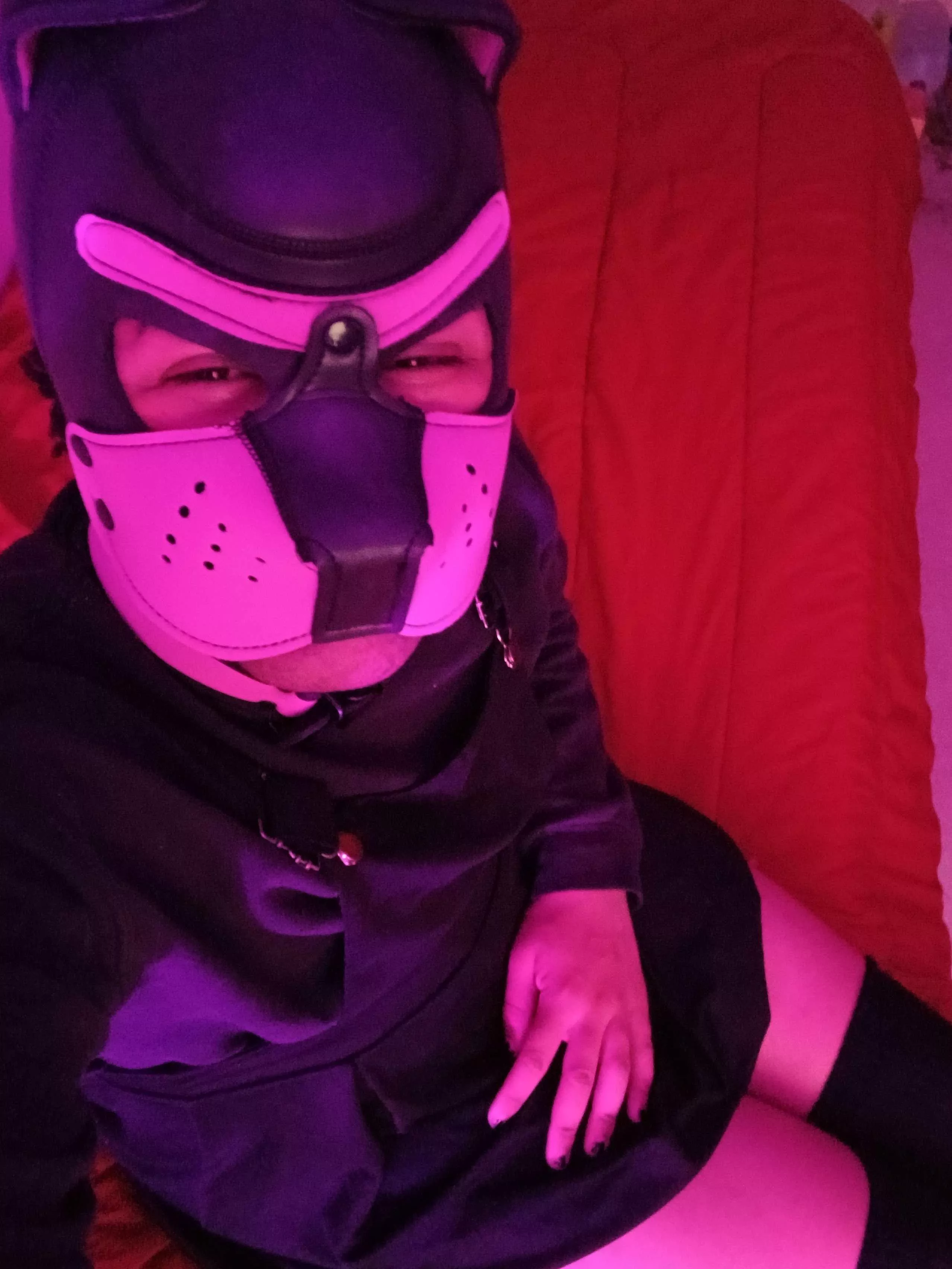 Another beautiful day, what's going on pups? posted by PupAries_