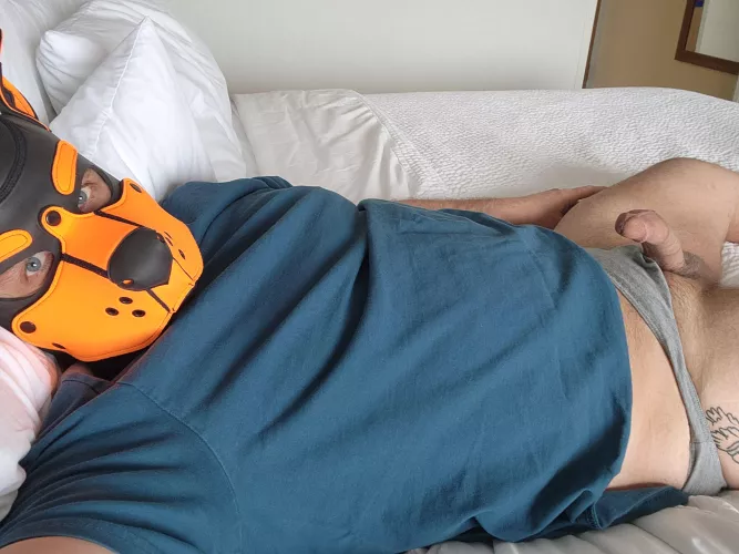 This pup is in a hotel room with a bone by KainOfAges