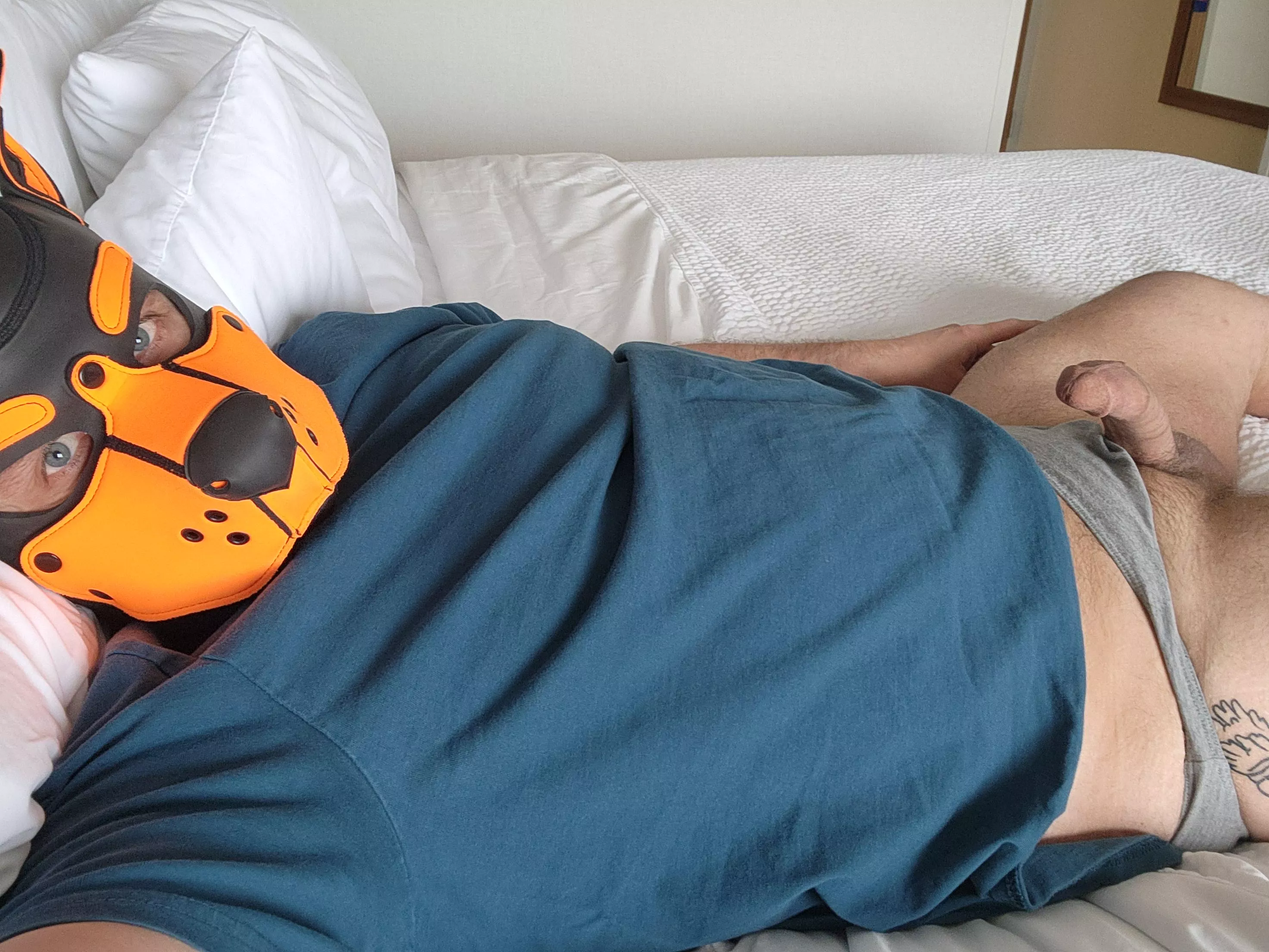 This pup is in a hotel room with a bone posted by KainOfAges