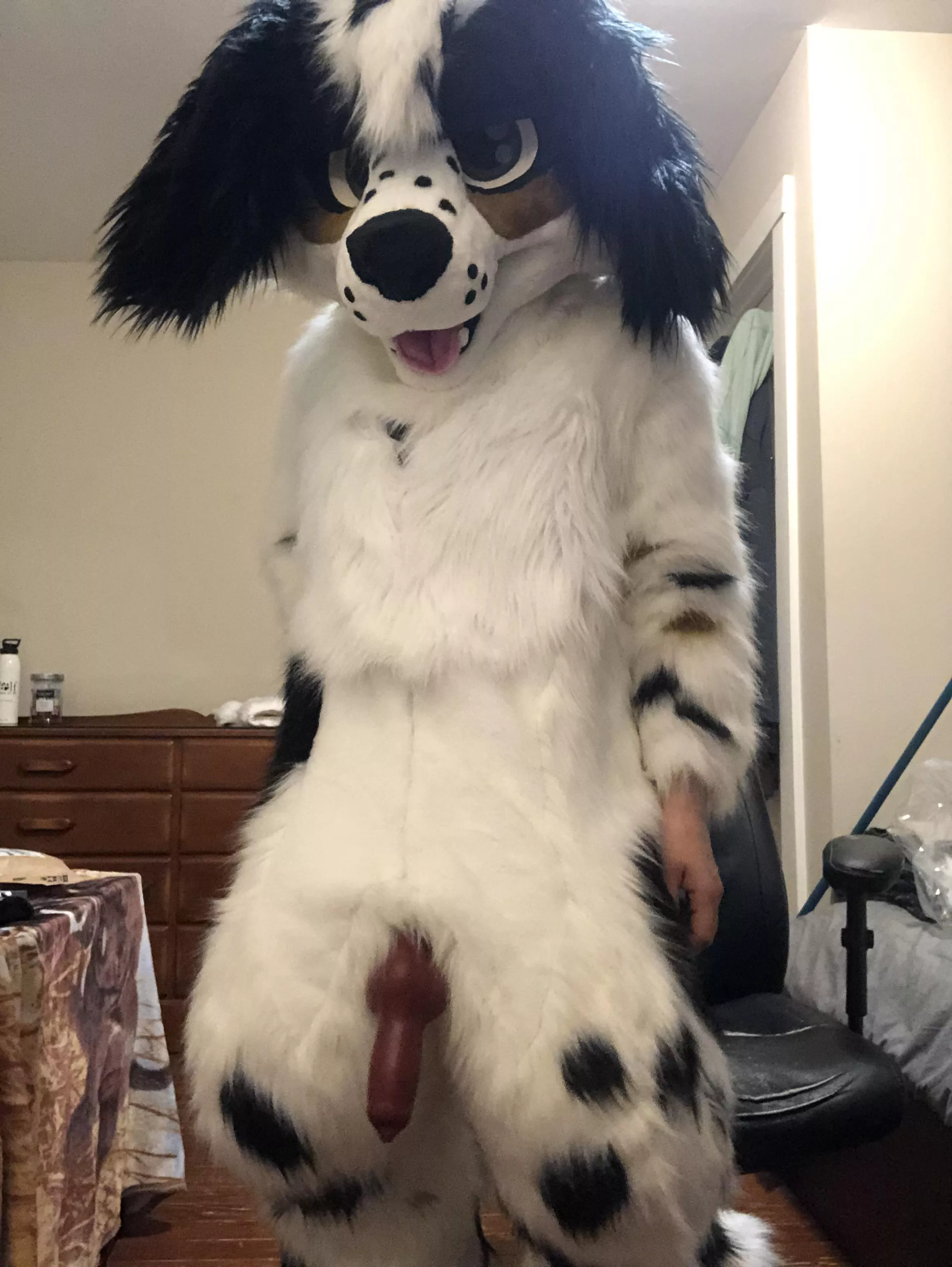 Spaniel dog showing off his goods  posted by Blushdog