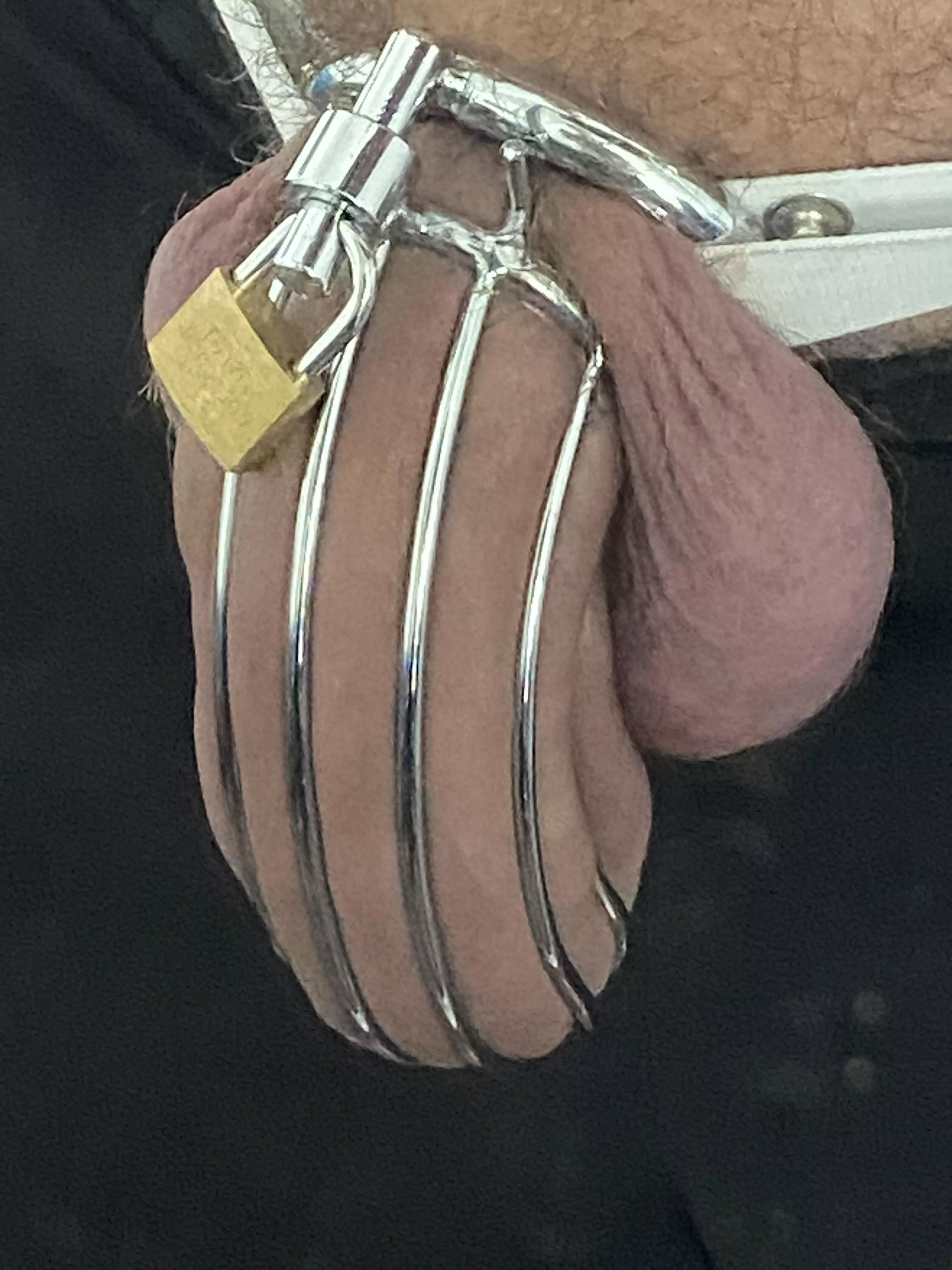 How to tell If my ring or cage is too small posted by newsissy11