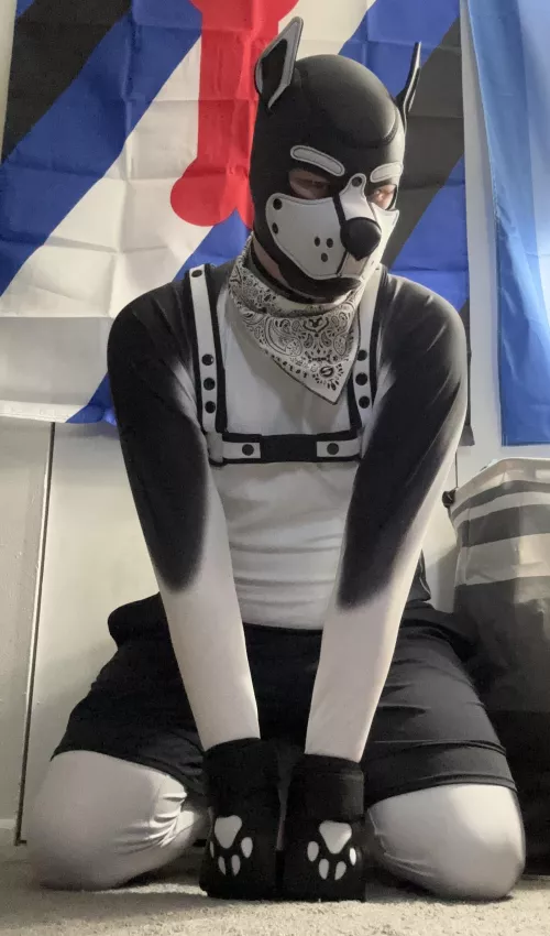 Husky finally got his fur! by RuffskieTheHusky