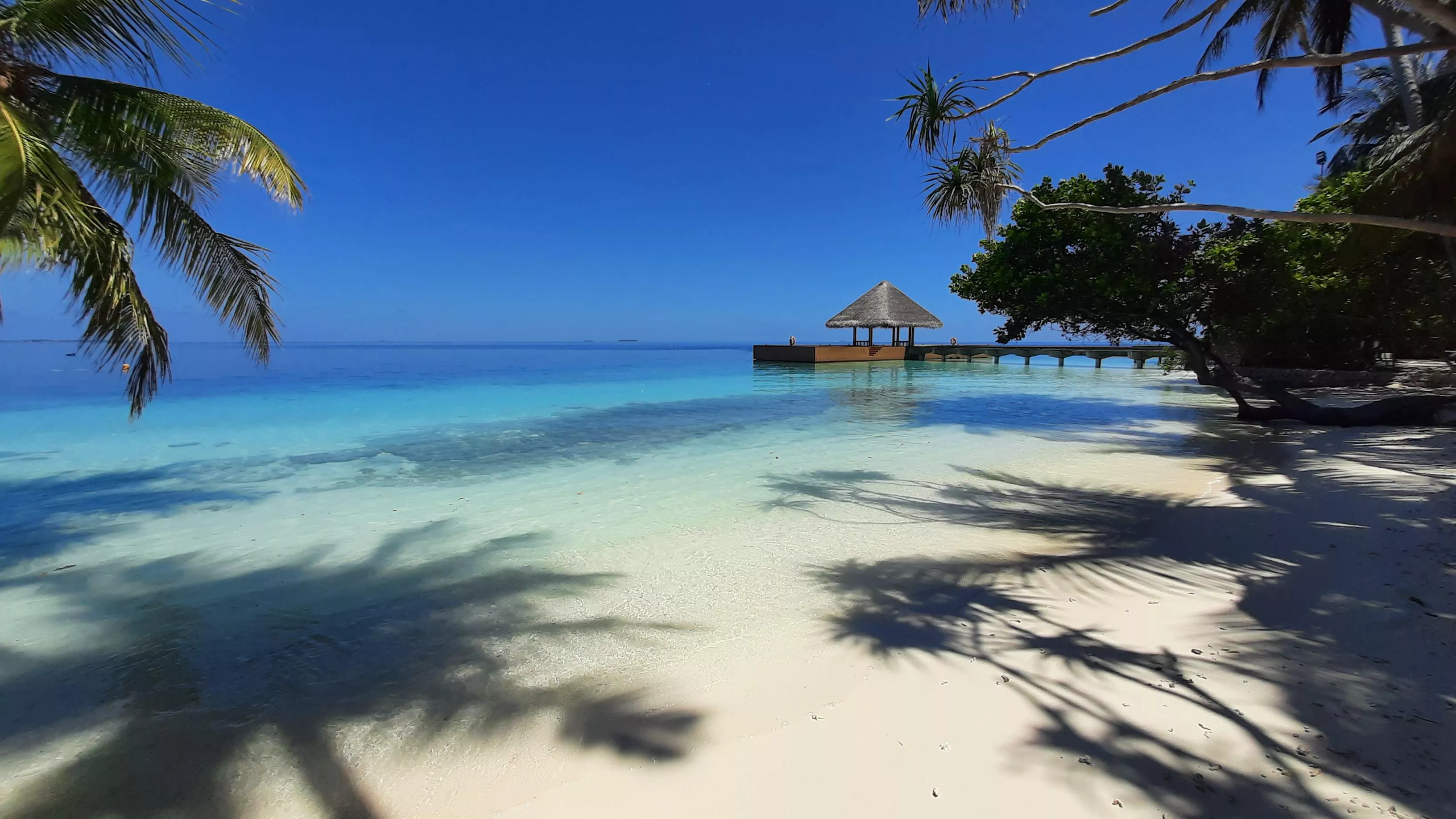 Maldives  posted by el_Elon_Musk