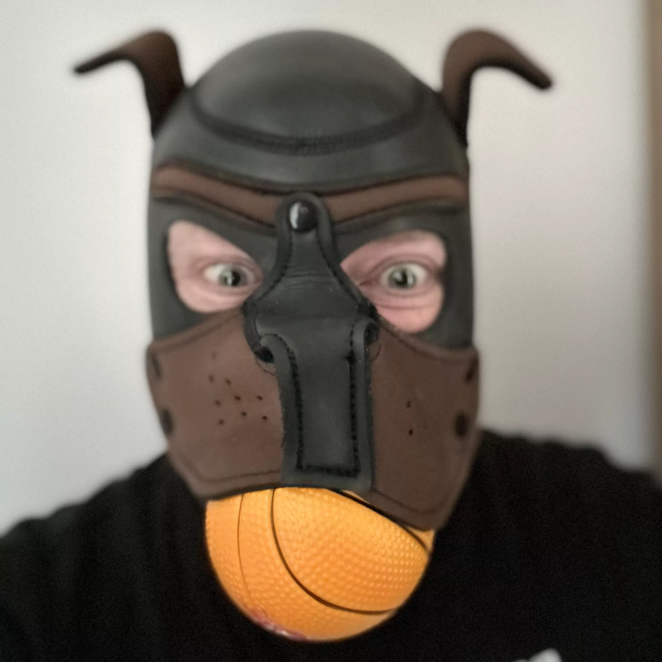 This pup has got to play. Only not much fun without other pups to wrestle for the ball 🏀🐶 posted by Pup_Ollie