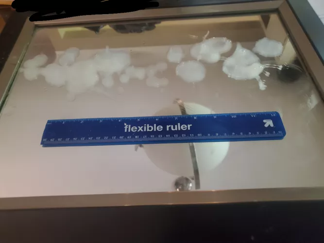 Wish I took a video of this. It was intense.  by AppropriatePhrase614