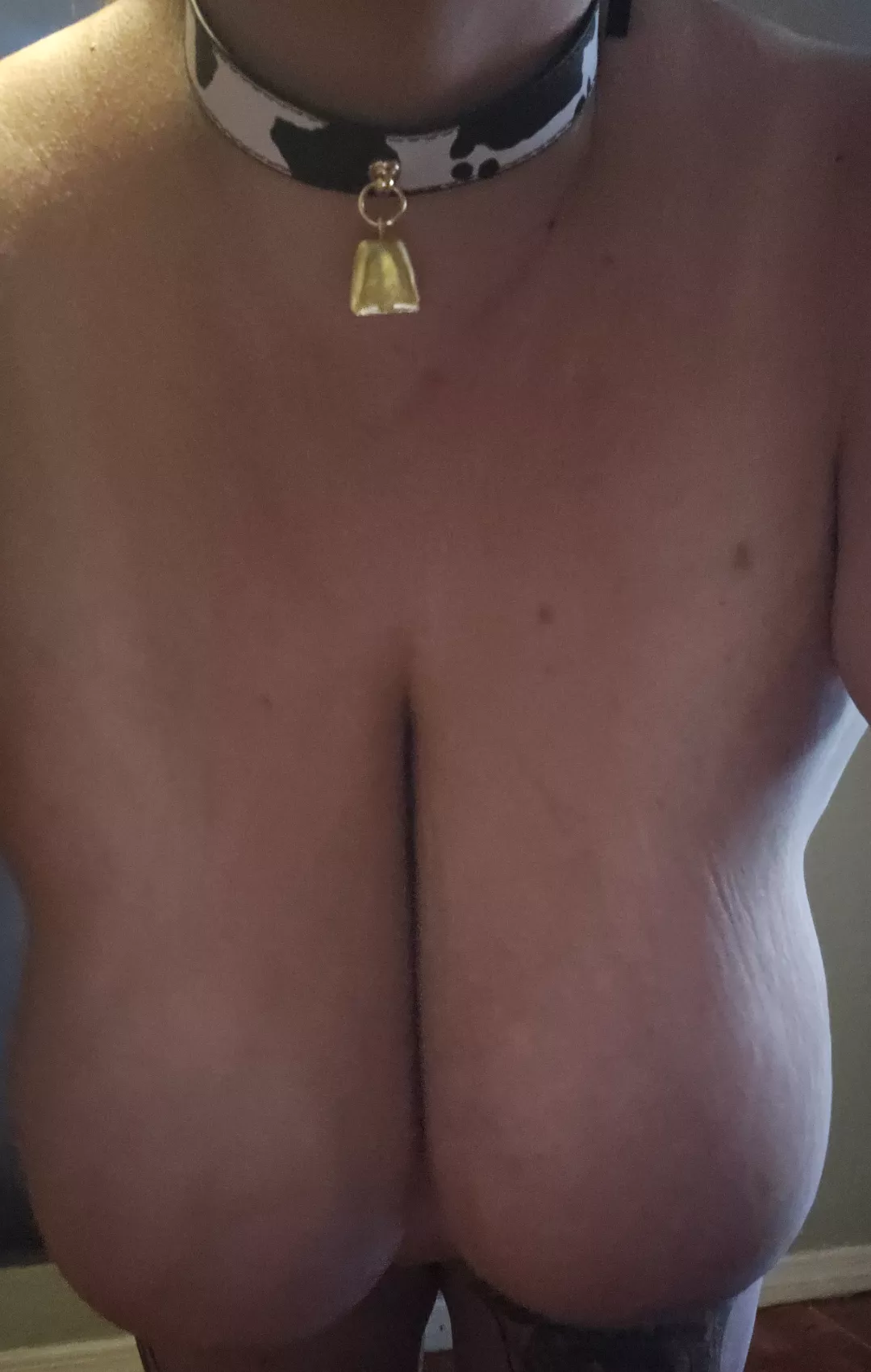 Got my 1st cow bell collar how does it look posted by leakysub37