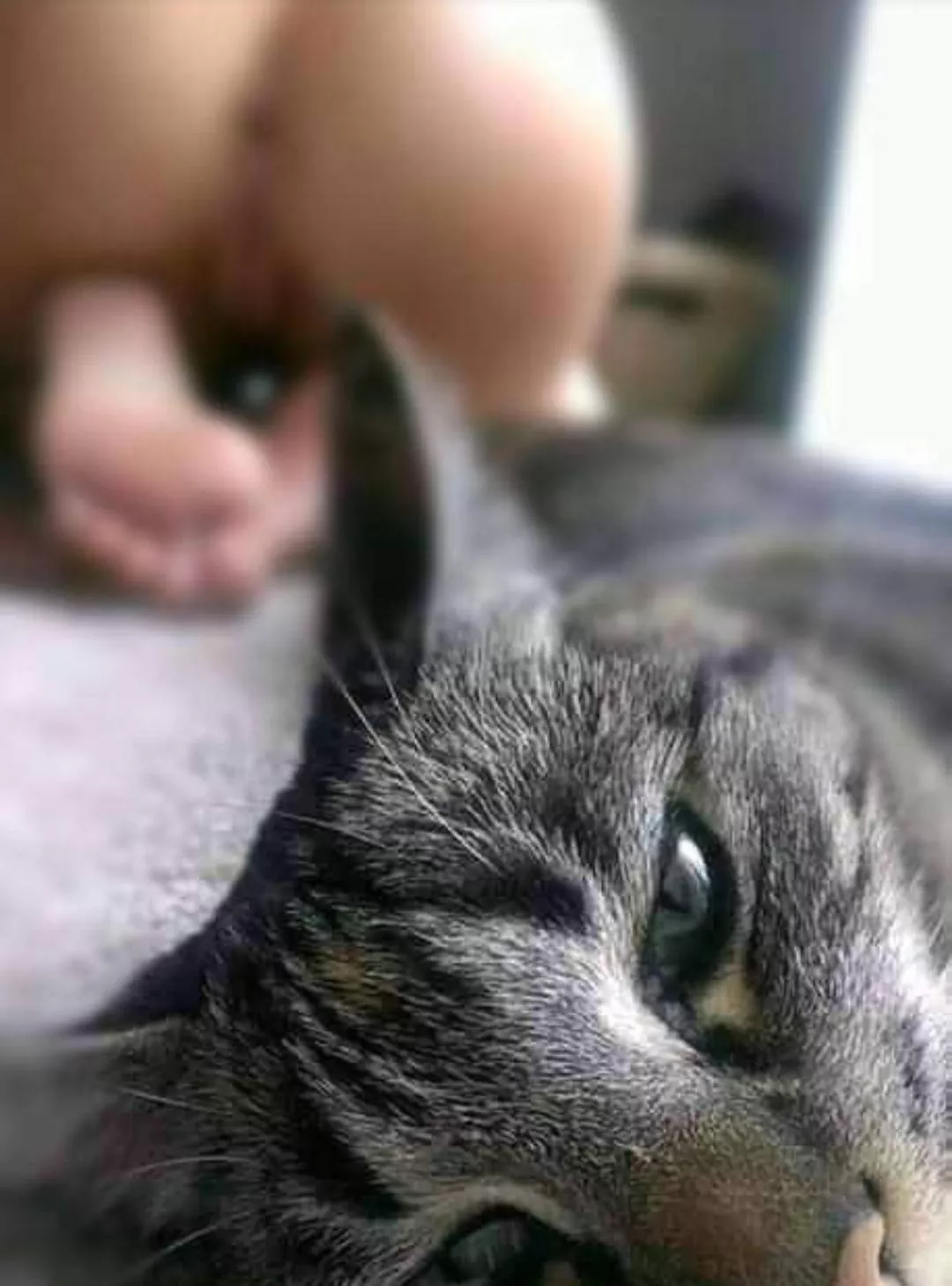 I love kitties posted by FetusDeletus83