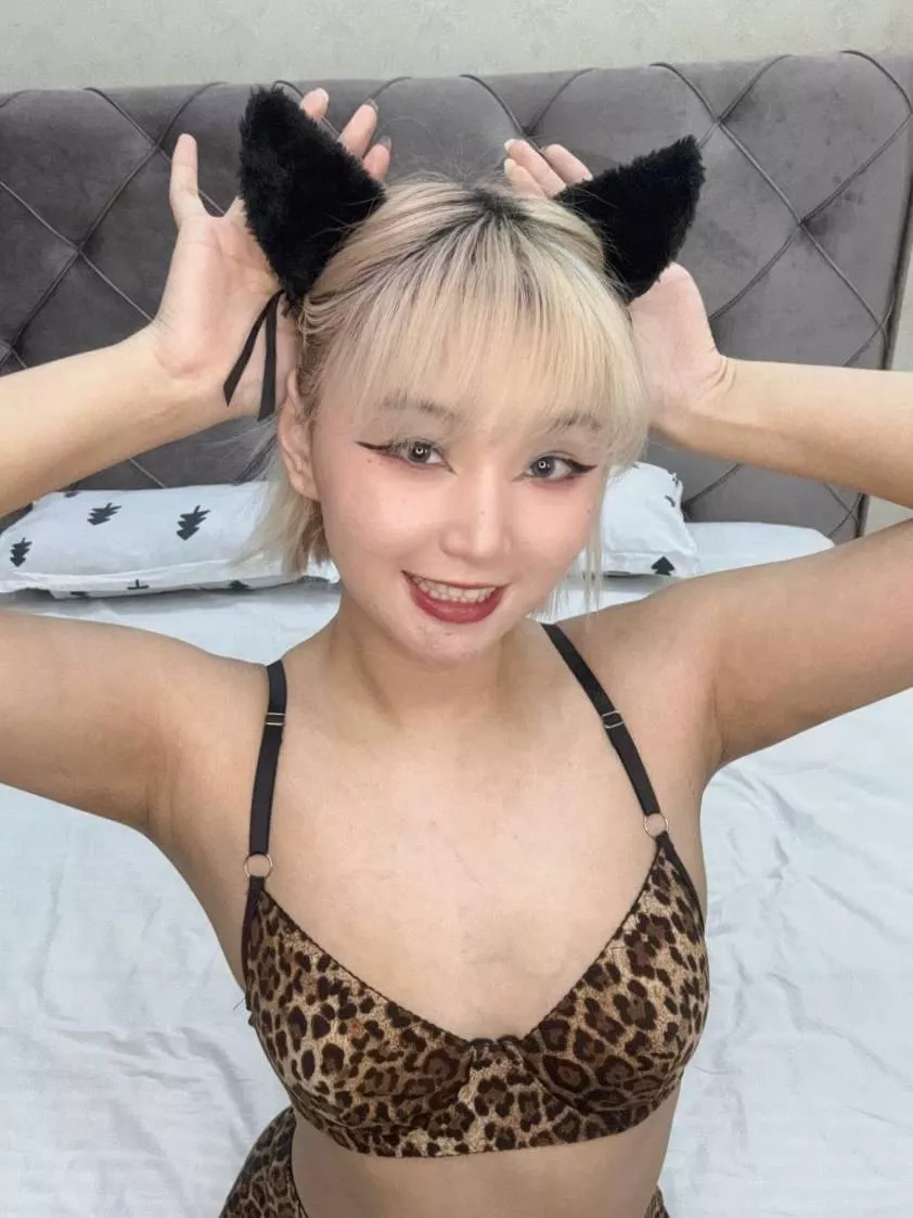 What part of this cute cat's body would you touch first posted by CharmingGoddessFlame