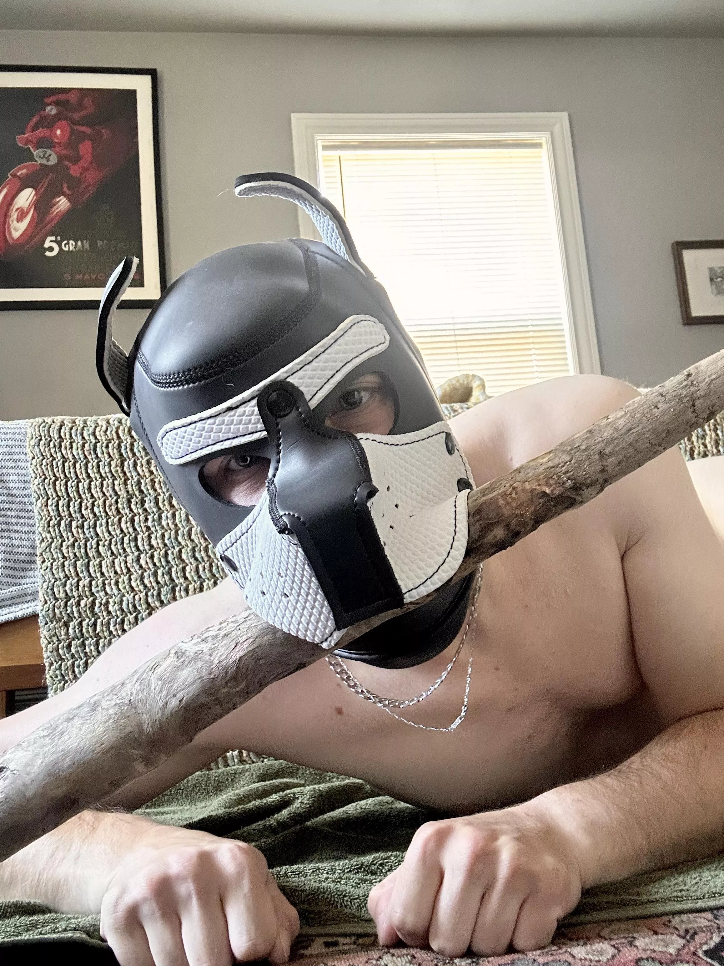 Play??!? posted by Affectionate_pup26