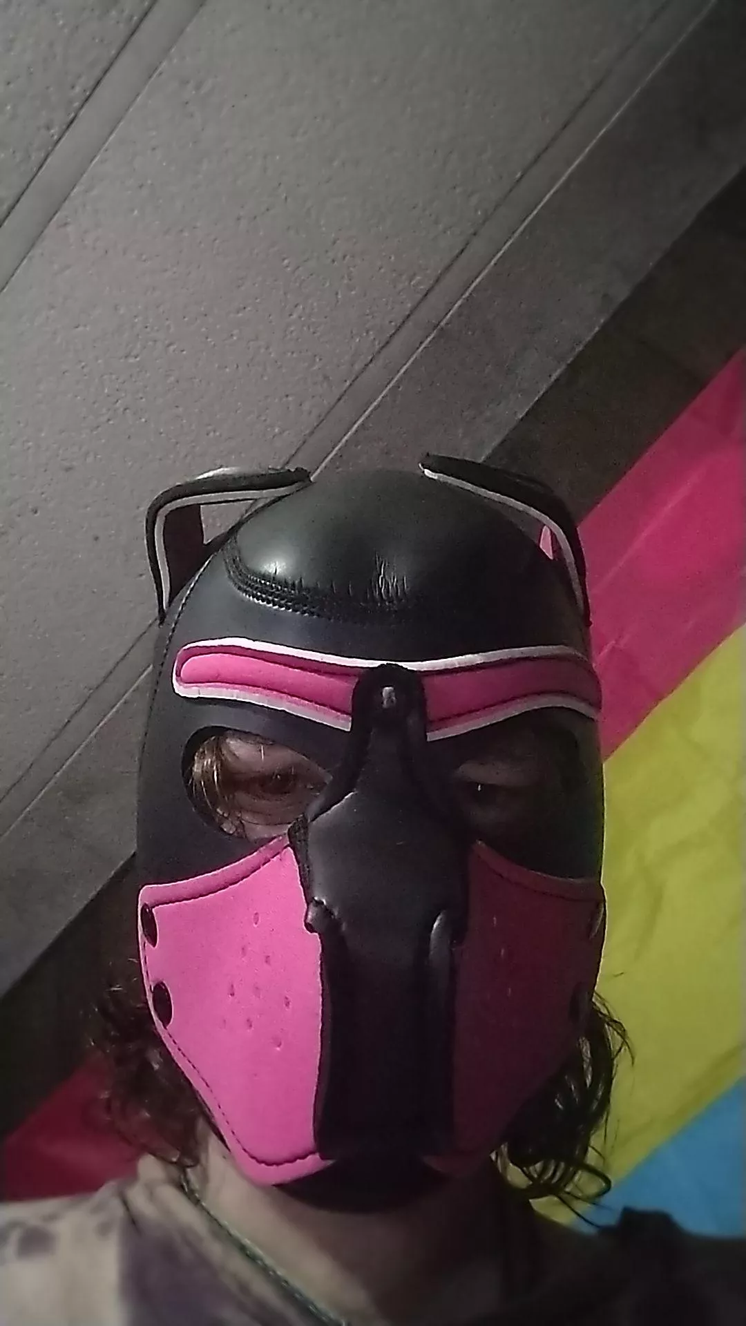 New pup  posted by Chloe10290