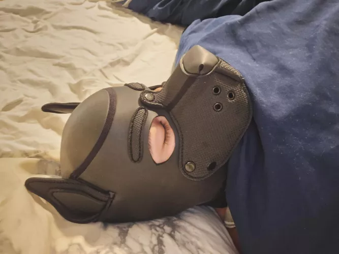 Pup's Bedtime  by PupAriel