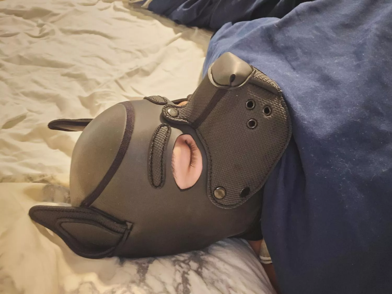 Pup's Bedtime  posted by PupAriel