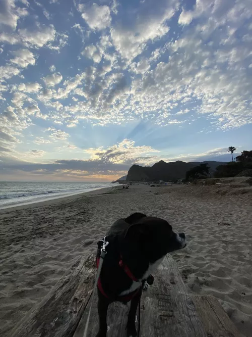 Dog & the beach.. 2 things I love by ZykaVyka