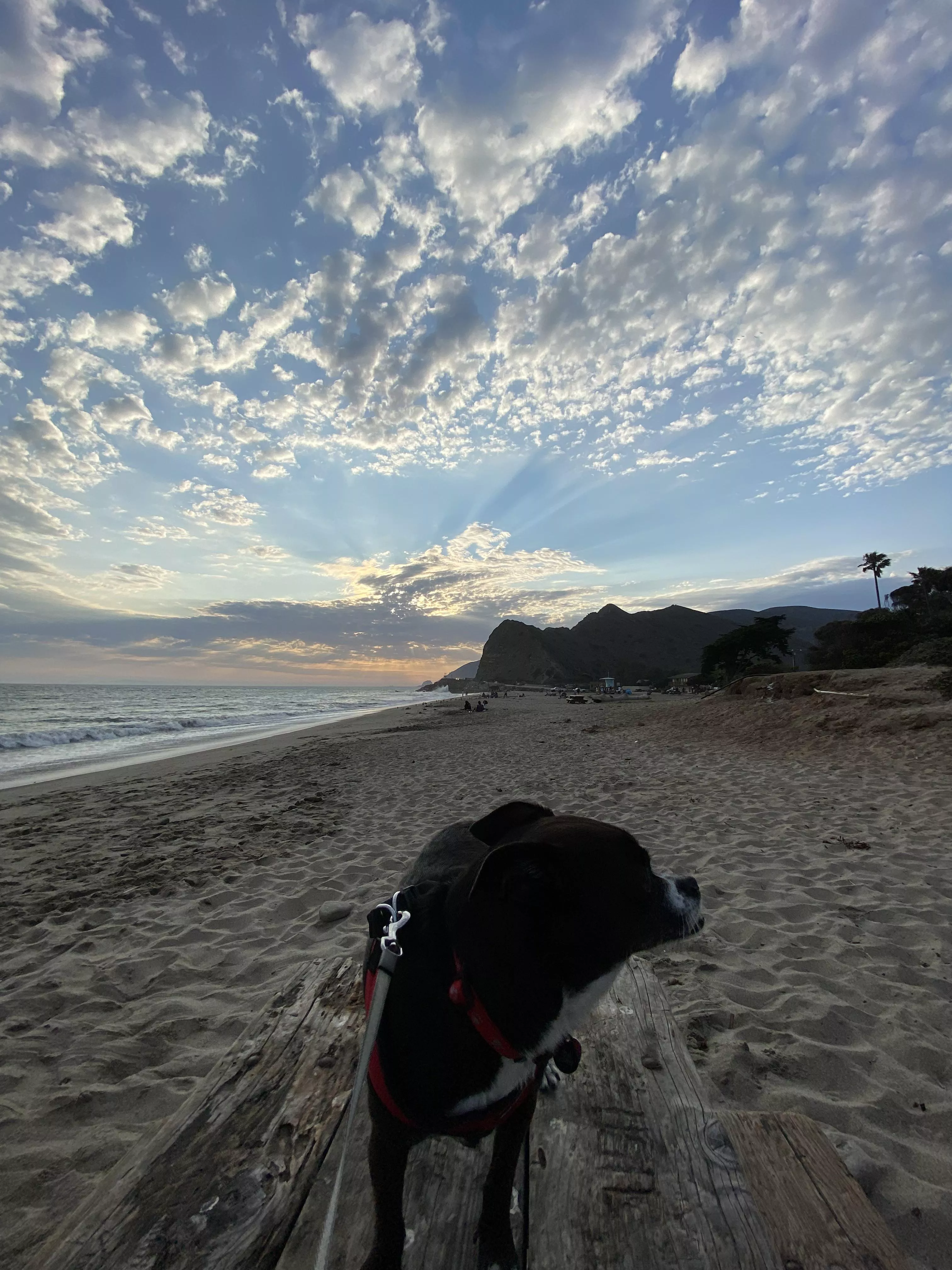 Dog & the beach.. 2 things I love posted by ZykaVyka