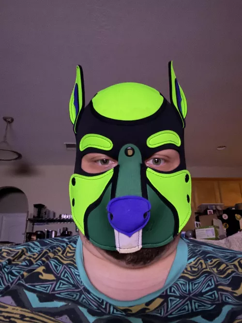 Puppy watching TV by signaturefox2013