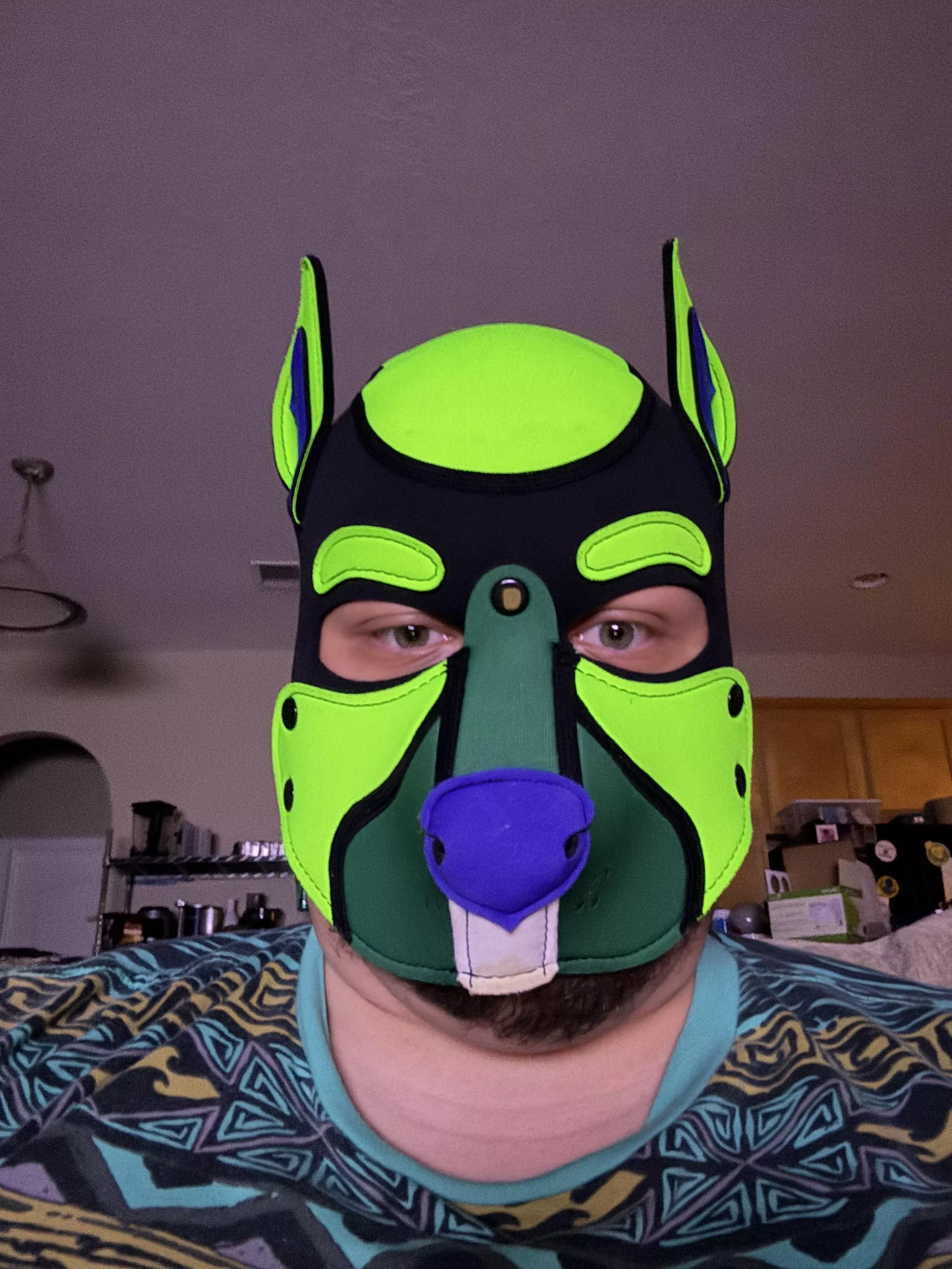 Puppy watching TV posted by signaturefox2013