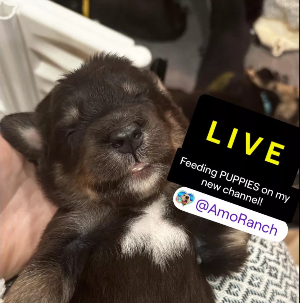 KICK.COM/AMOURANTH AND TWITCH.TV/AMORANCH posted by InfiltratorOmega