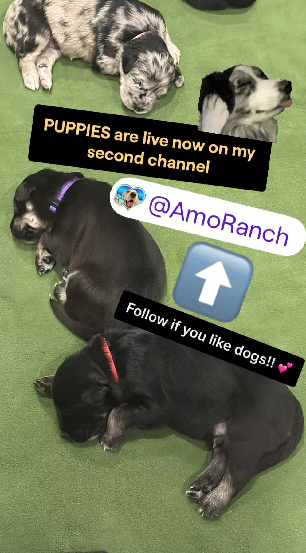 KICK.COM/AMOURANTH AND TWITCH.TV/AMORANCH posted by InfiltratorOmega