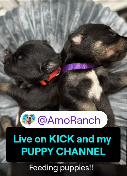 SHE'S LIVE RIGHT NOW! by InfiltratorOmega