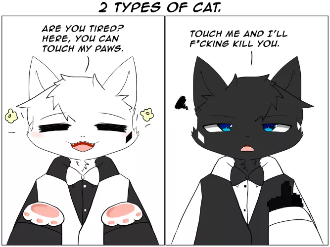 2 types of cats. by Kurosh1ro