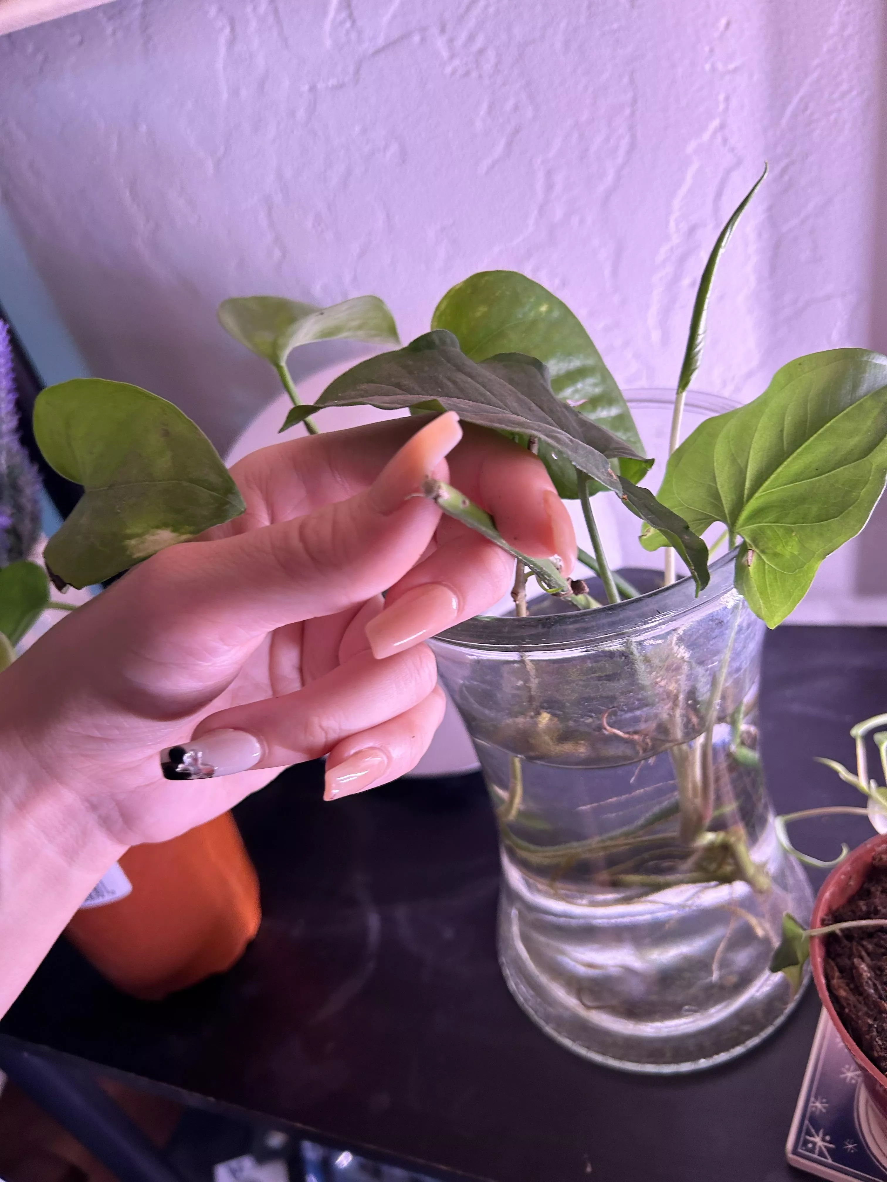 My new set is your new obsession posted by missivypassion