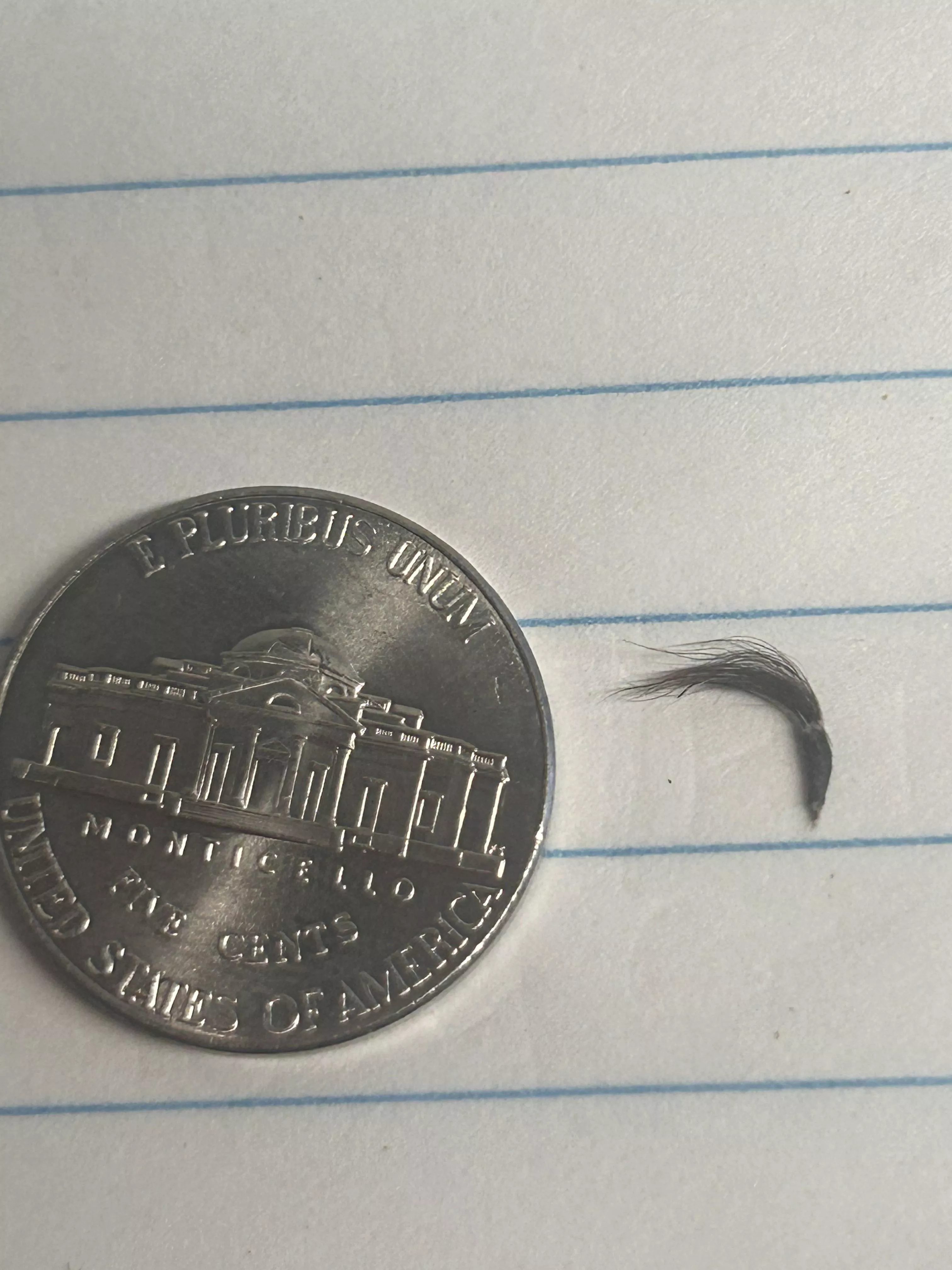 My belly button hair clump posted by BHO-IsBack