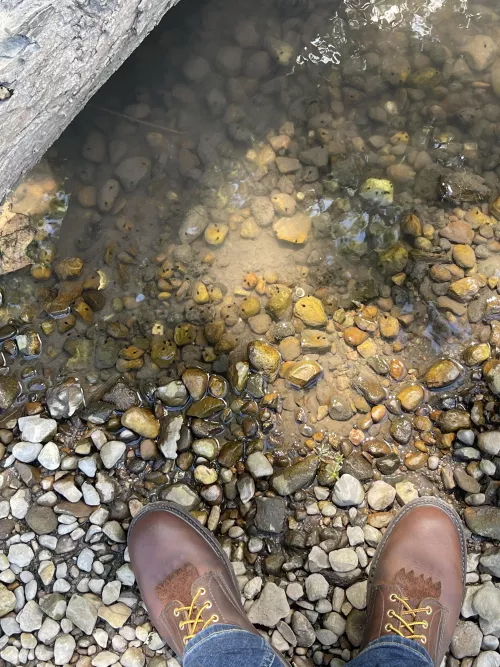 Met some tadpoles on a hike today.  by pauliepitstains