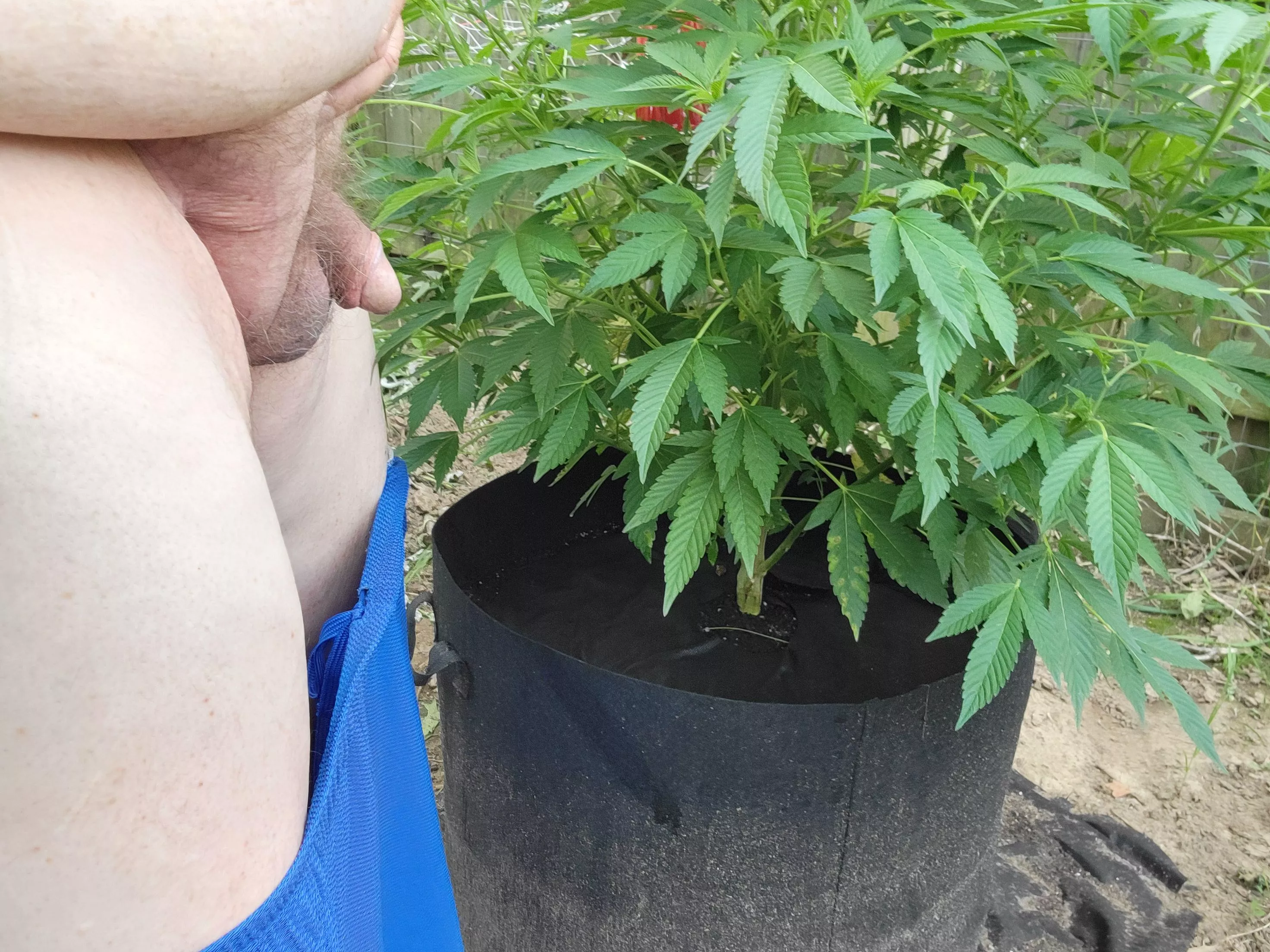 (M) 63, small cock but grow great weed posted by tinypleaser61