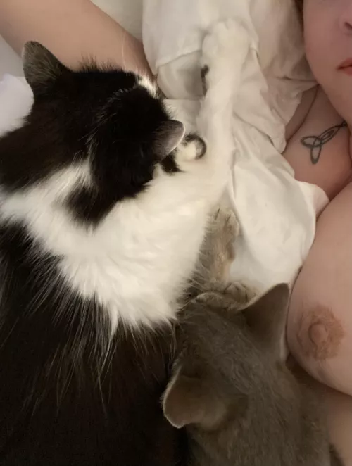 Tuesday is good for showing boobs and cuddling kitties by readytogowithyou