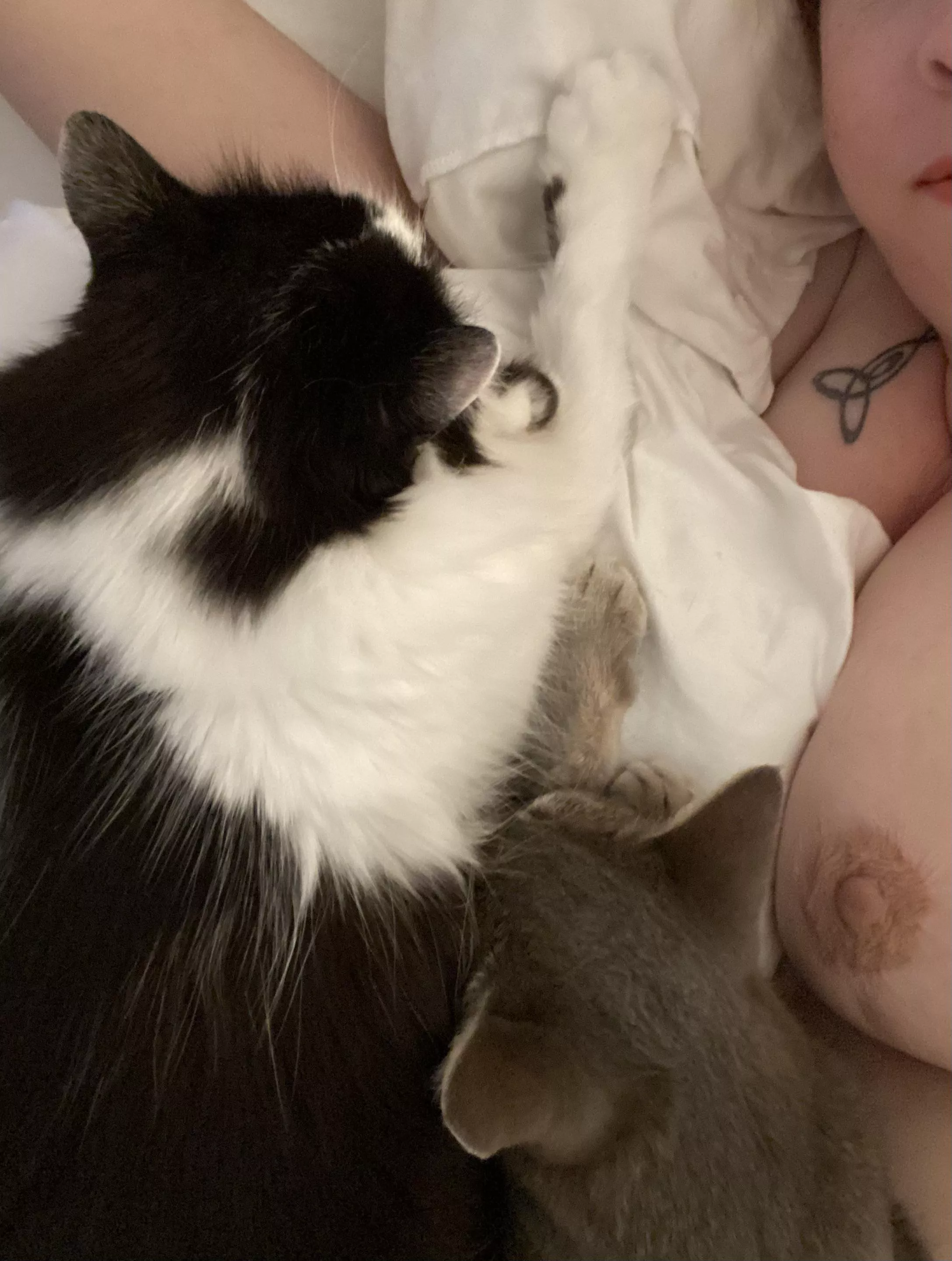 Tuesday is good for showing boobs and cuddling kitties posted by readytogowithyou