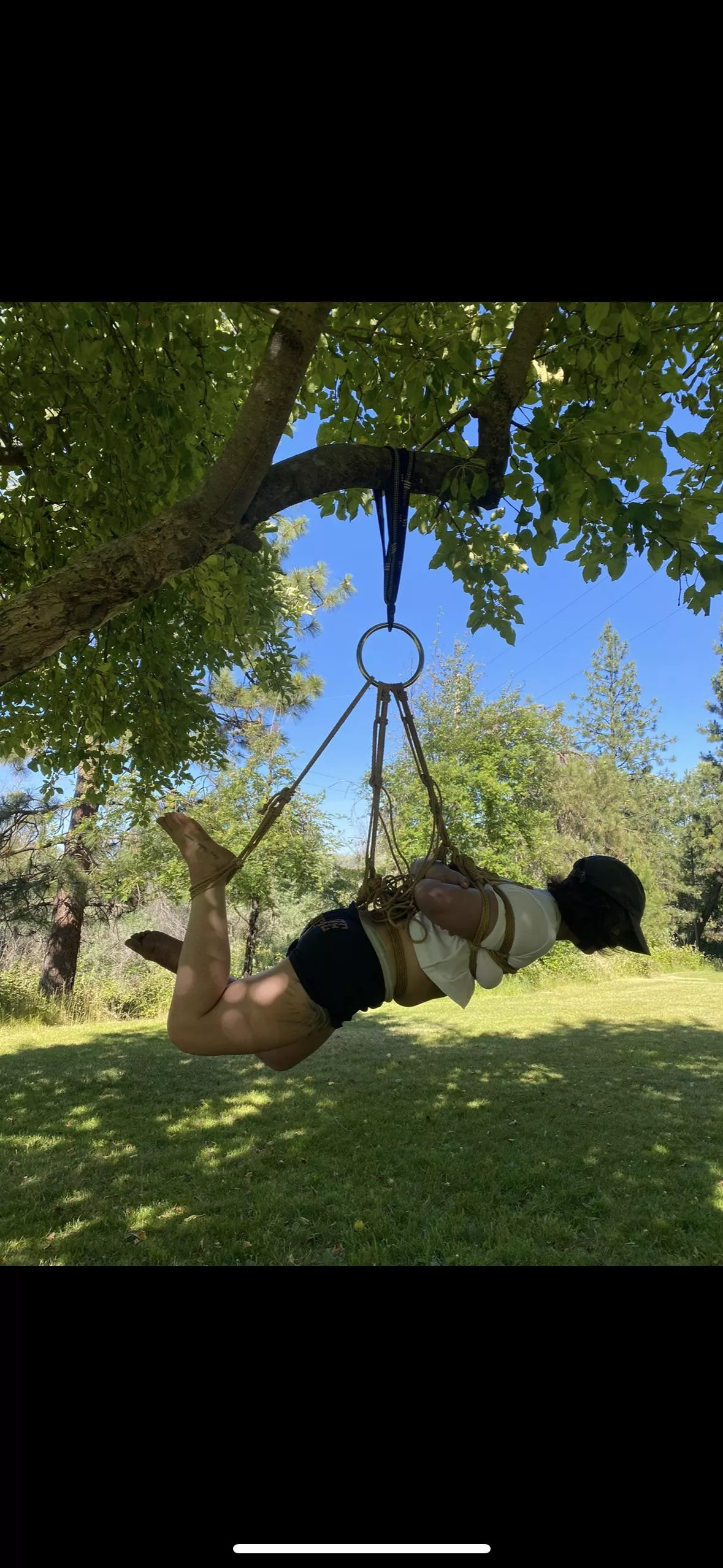 Sunny day tree suspension posted by jtraaamps