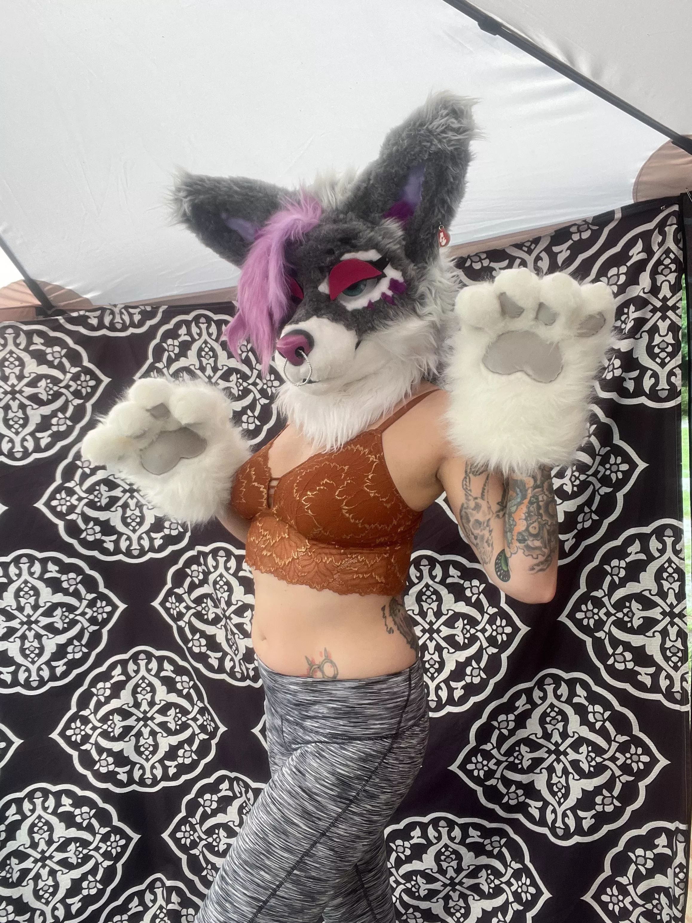 Rawr, Yoga and beans✨🐾🪷🐾✨ posted by Rayne_Rot