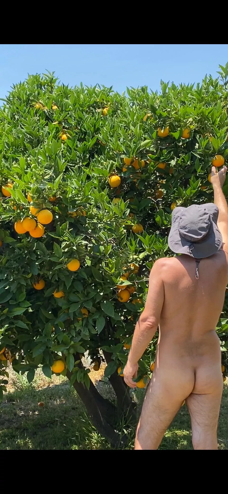 It’s Orange Picking Time  posted by IdGoNaked
