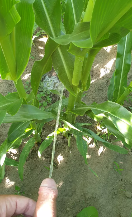 Naked in the corn : need watering by JoeMarc72