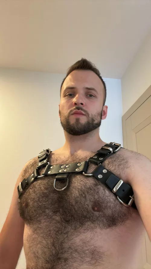 Thick fur + harness = ? by MessHot2487