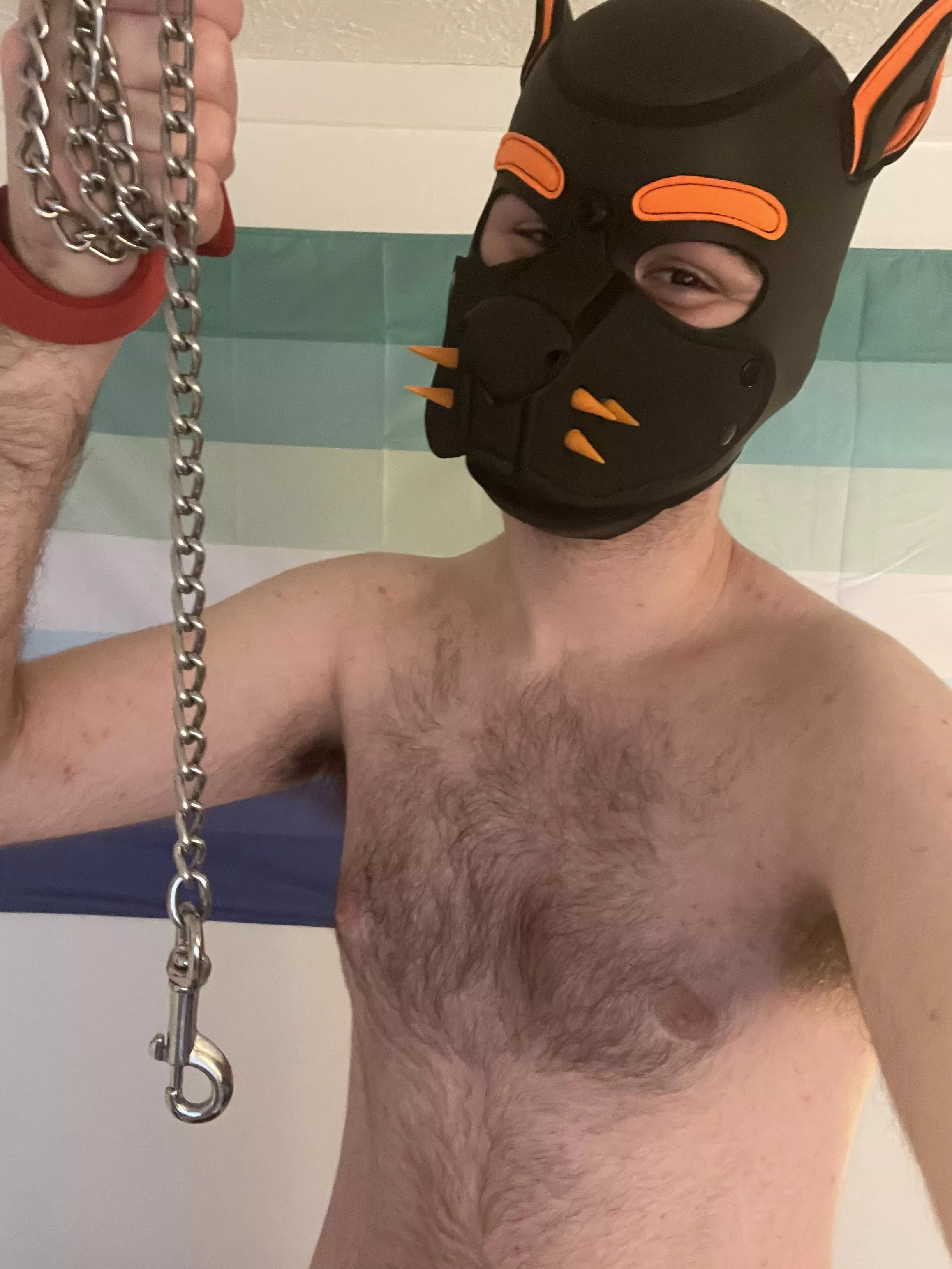 Wanna go for a walk? If you’re good I won’t have to tug on the leash too hard hehe 😈 posted by PupAjaxTheGreat