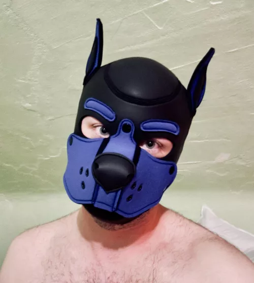 Pup’s First Hood! by Pup_Rhodes