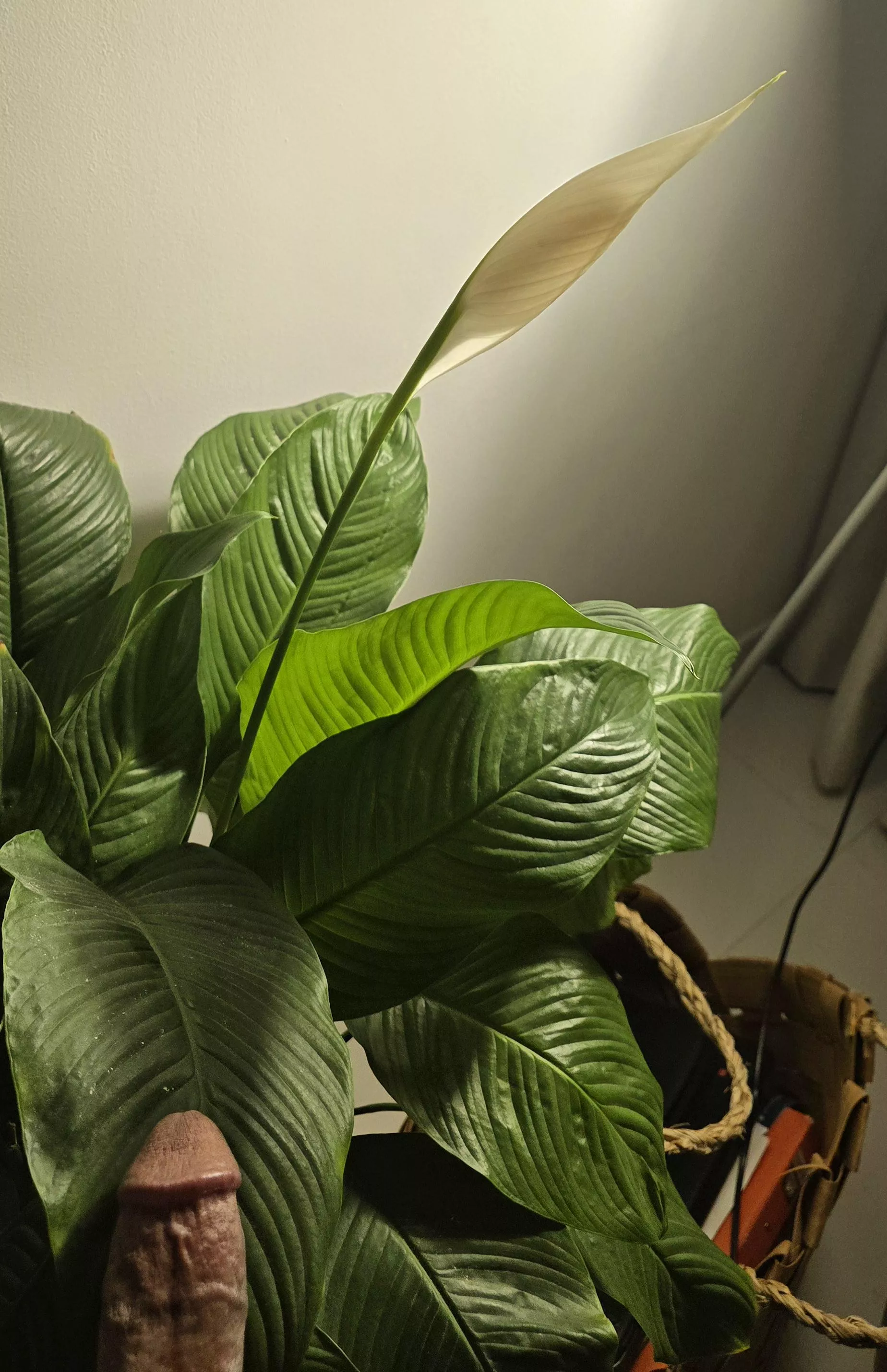 Does this Pic belong here? posted by Virtual-Moe