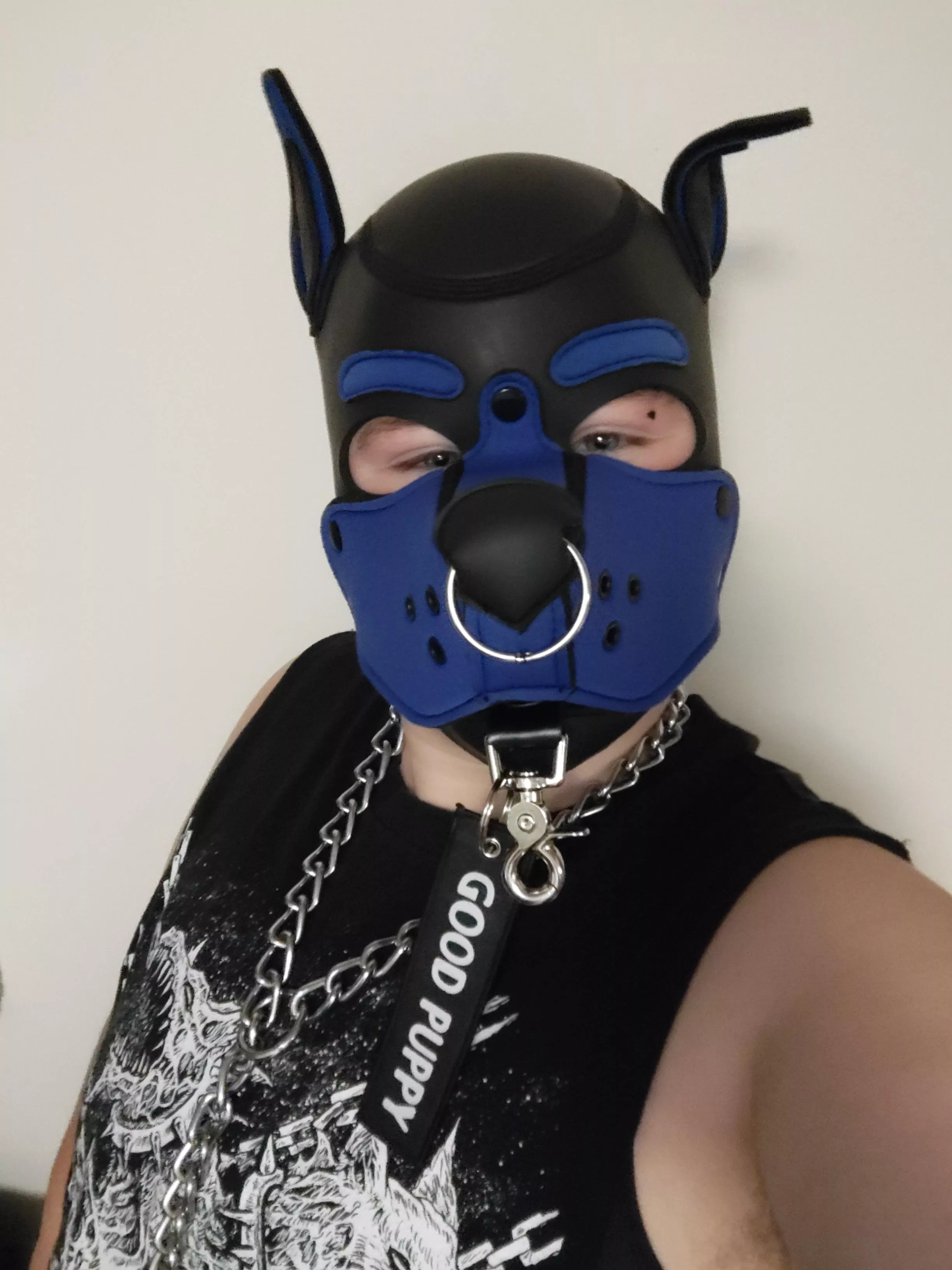 Looking for pup events in OH/PA (or surrounding states)! I wanna meet more pups!  posted by JK_Studios_