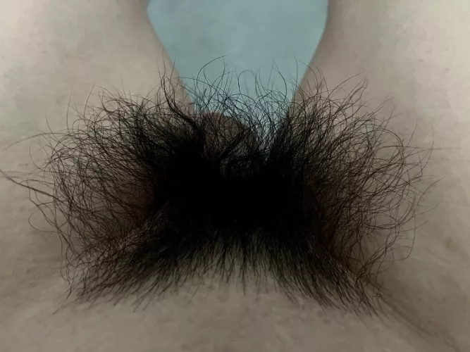 Letting my bush grow out this summer! by HairyWildBush
