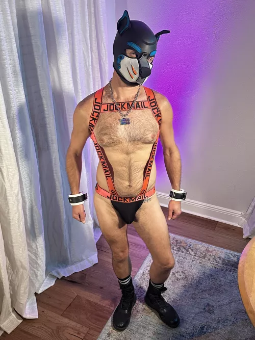Arf! 42 silver daddy pup, what do you think of my new outfit? by sportypup