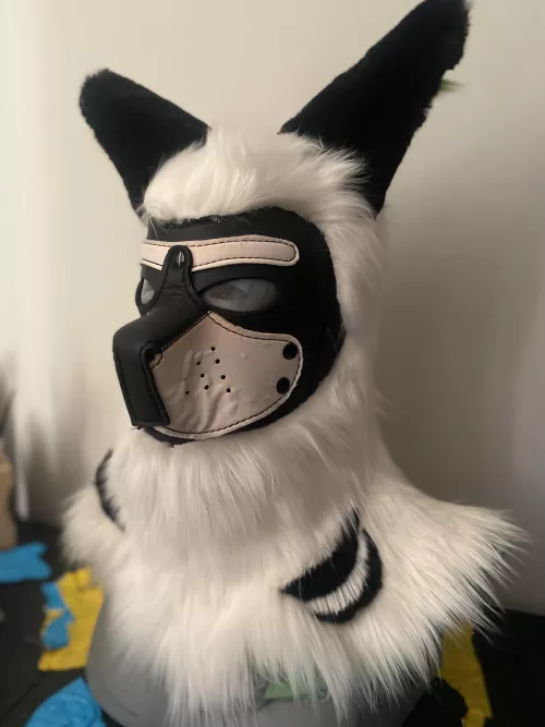 Modified a pup hood for pride last month! by stripedVariant