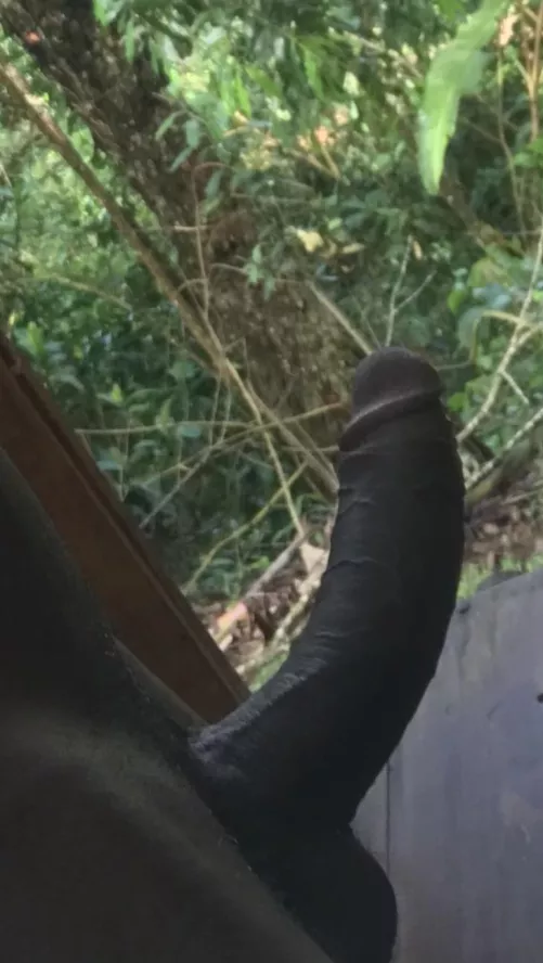 Do you think you can climb this tree? by alfablack333